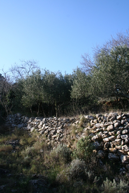 Olive trees in the winter sunshine